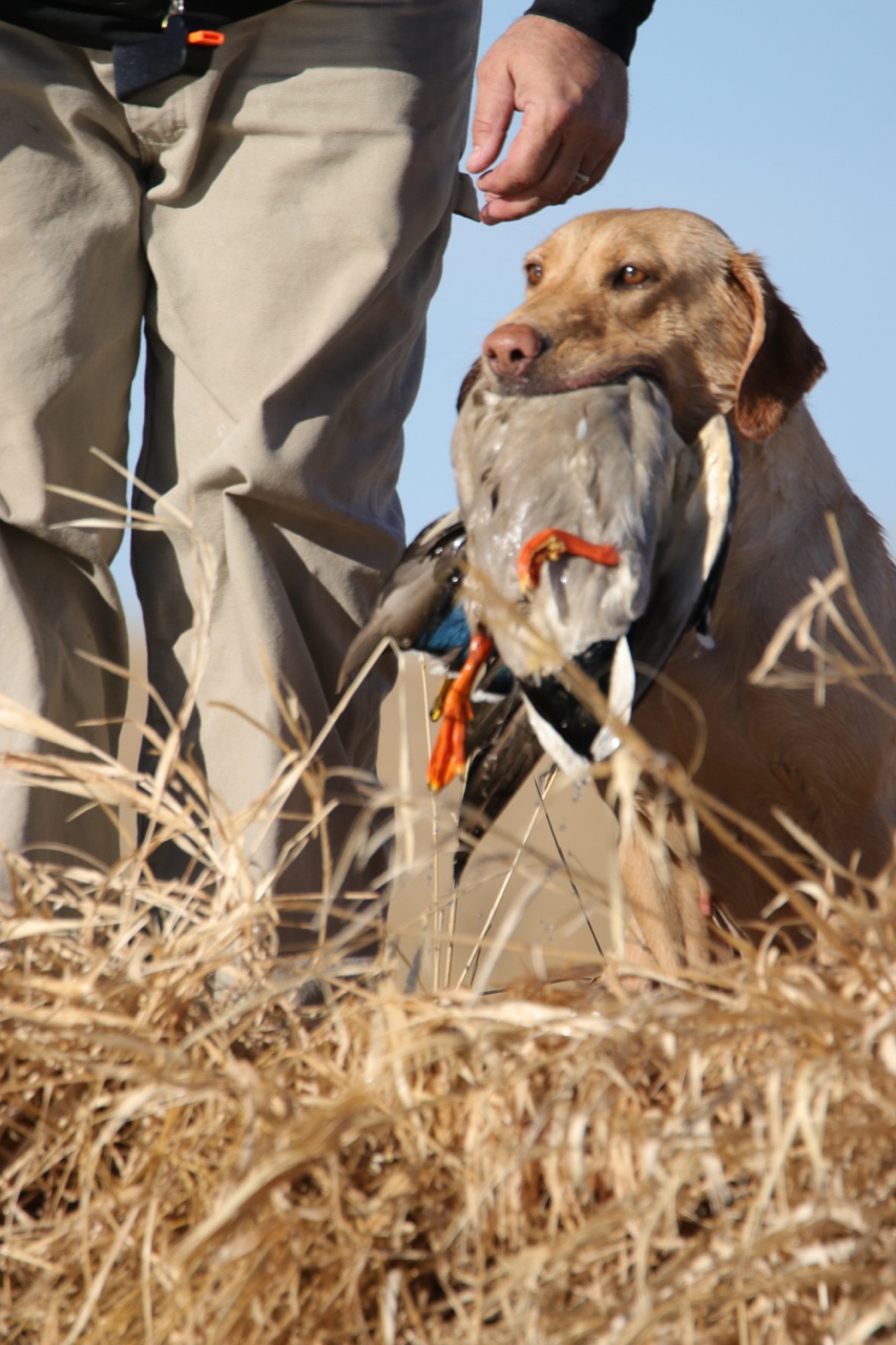 SHR Trooper's Lil' Shot Of Whiskey | Yellow Labrador Retriver