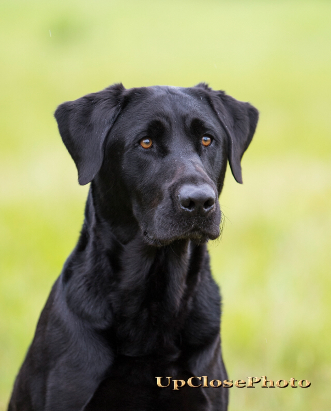 4xGRHRCH Dude's Goose Decoy MH | Black Labrador Retriver