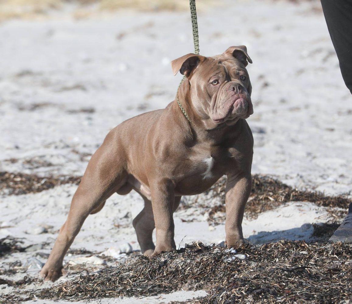 Ostergaard's Skatman | Olde English Bulldogge 