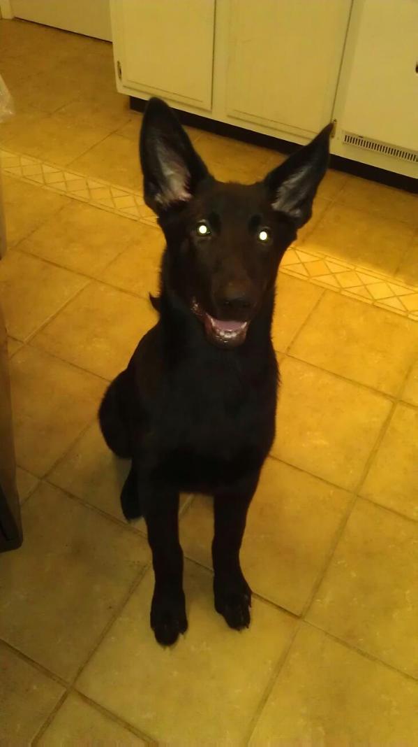 Garcia's Lord Duke | German Shepherd Dog 