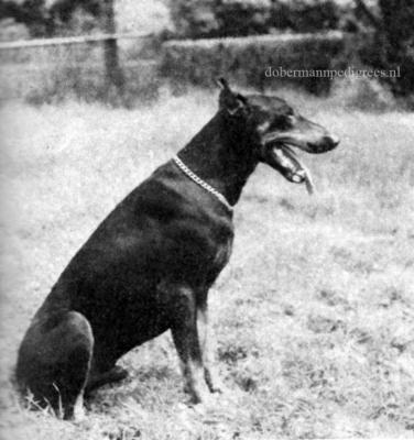 Boss v. Salza | Black Doberman Pinscher