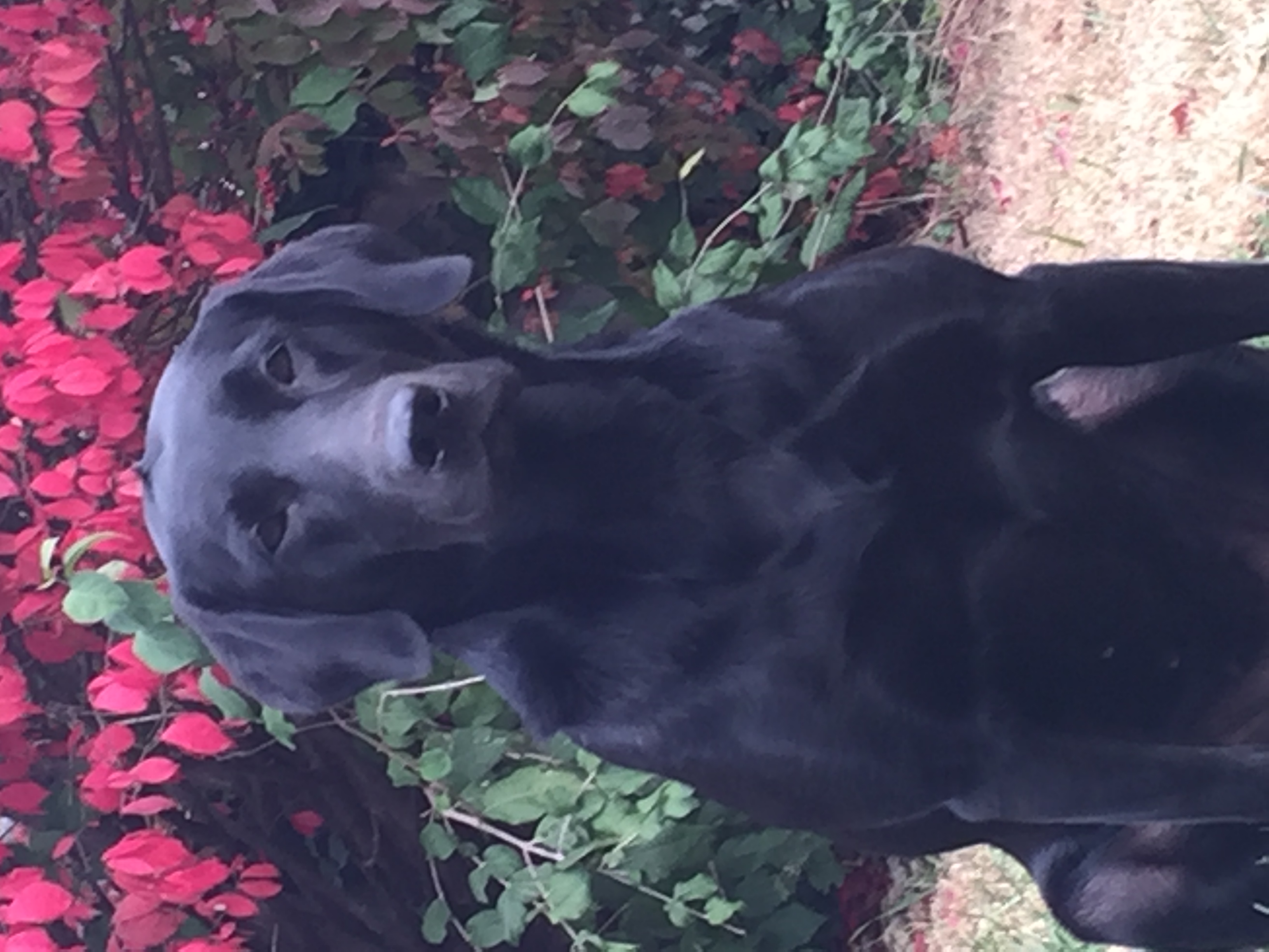 Mama's Back In Black | Black Labrador Retriver