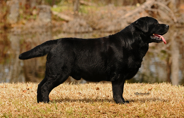 BISS CH Wit's End Jacks Or Better At Blackwing | Black Labrador Retriver