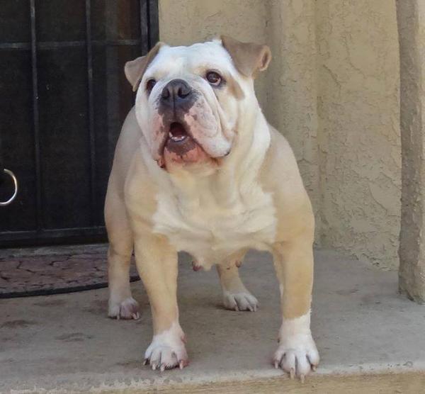 PACIFIC BLUE'S ELLA | Olde English Bulldogge 