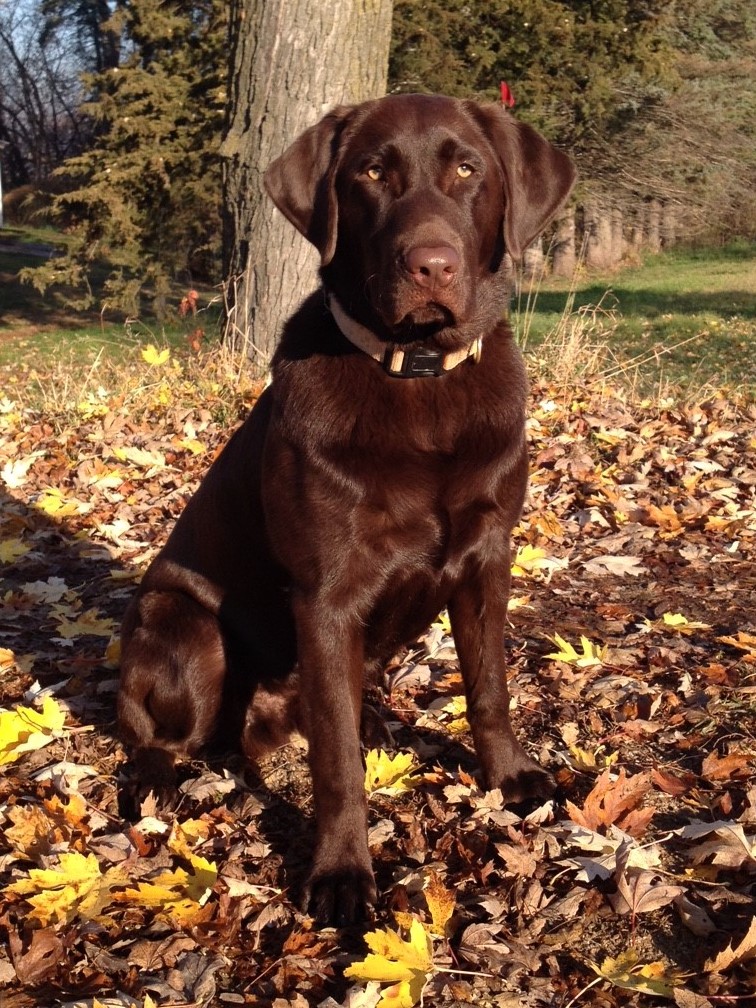 Swede Grove's Master And Commander | Chocolate Labrador Retriver