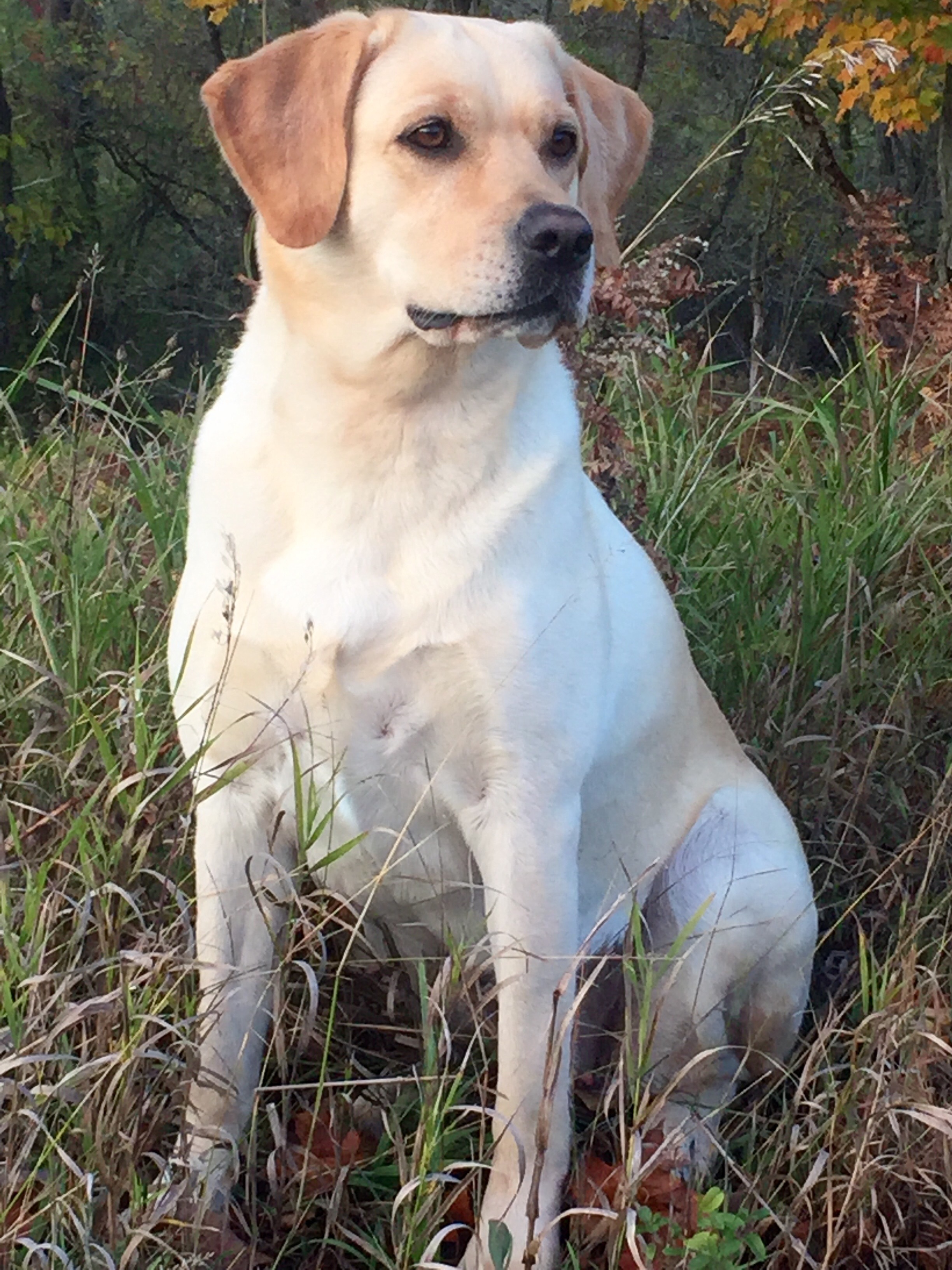 Magnolia Jazz Of Kerrybrook MH THD CGC | Yellow Labrador Retriver