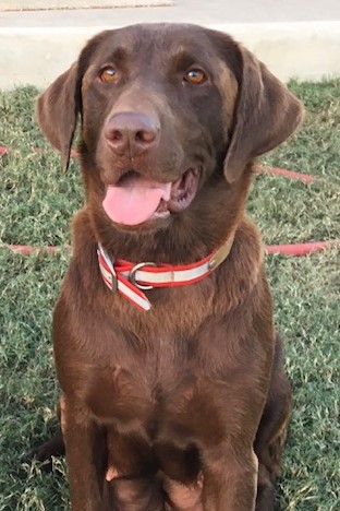 Hartland's Clear As Mud | Chocolate Labrador Retriver