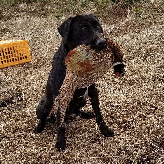 HRCH BELLA'S SMOKEY BLEU | Black Labrador Retriver