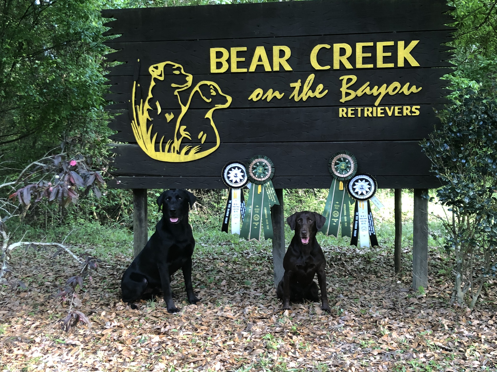 GRHRCH CECIL'S SMOKEY CINNAMON ROUX | Chocolate Labrador Retriver