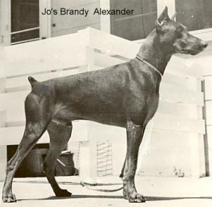 Jo's Brandy Alexander | Brown Doberman Pinscher