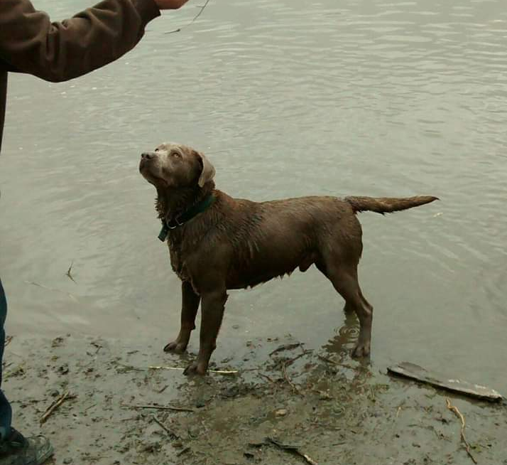 Stevens Silver Grizz | Chocolate Labrador Retriver