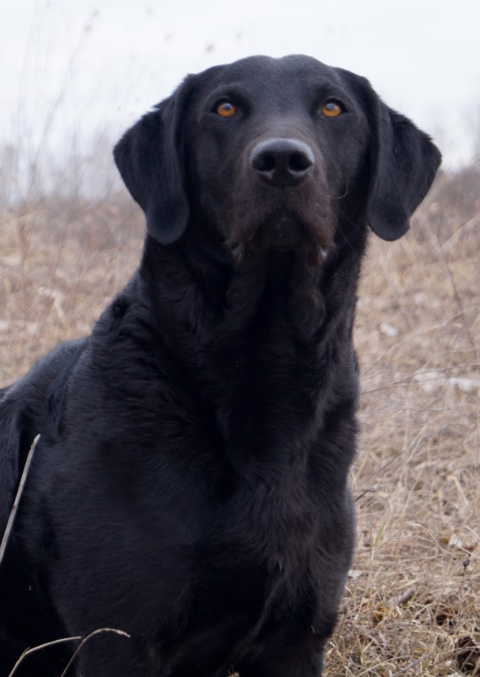 HRCH UH TTF Millhouse Bayou Bear | Black Labrador Retriver