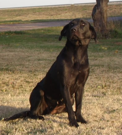 HR TTF Quivira Morayglen Ms. Mingo | Black Labrador Retriver