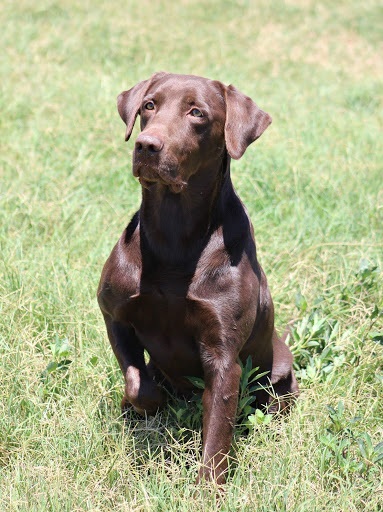 HRCH  Roux's Trophy Buck MH MNH4 | Chocolate Labrador Retriver