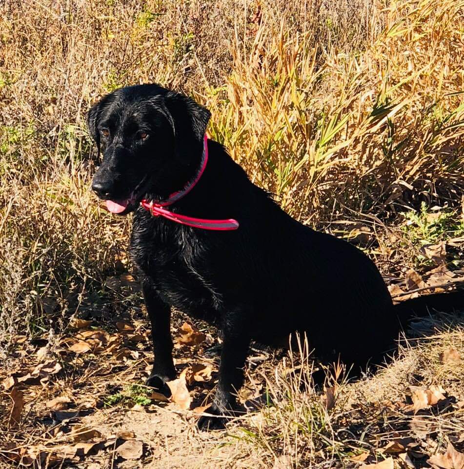 Platte Valley's Wizard Gypsy | Black Labrador Retriver