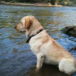 Drake Mallard Nolan | Yellow Labrador Retriver