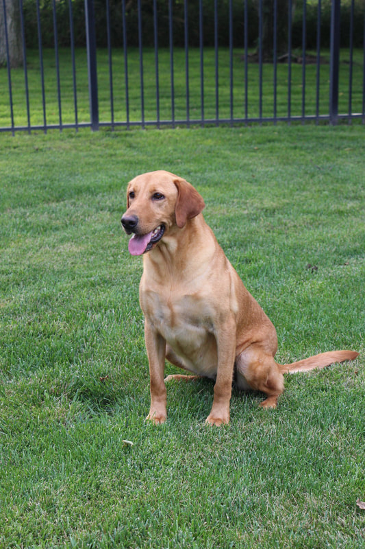 Lincoln Creek's Imma Heartbreaker JH | Yellow Labrador Retriver