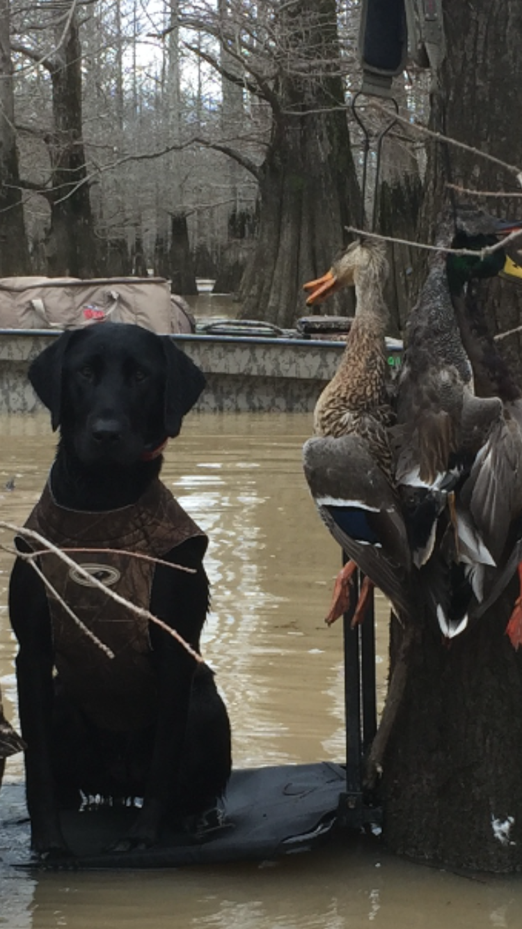 HRCH Continental Flying Tide Mallie MH | Black Labrador Retriver