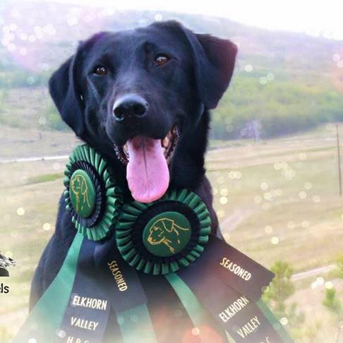 HRCH  RGD Rushmore's HellOn Wheels | Black Labrador Retriver