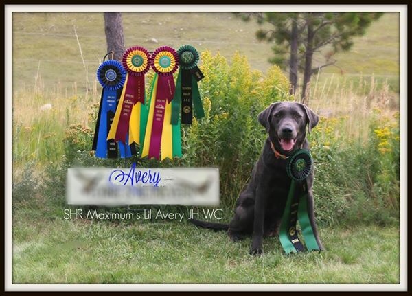 SHR Maximum's Lil Avery JH WC | Black Labrador Retriver