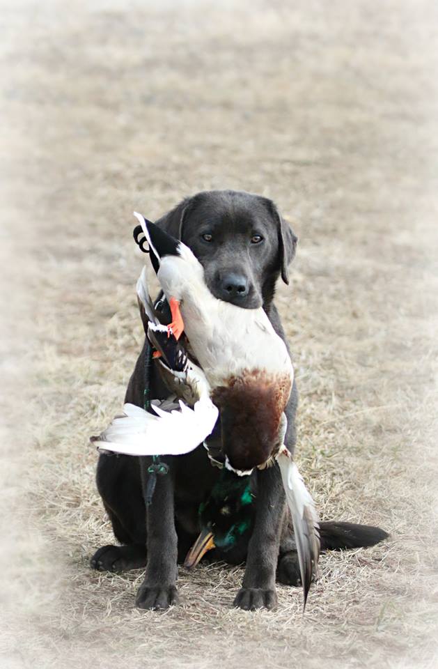 SHR FSR Dakota's Prairie Wind | Black Labrador Retriver