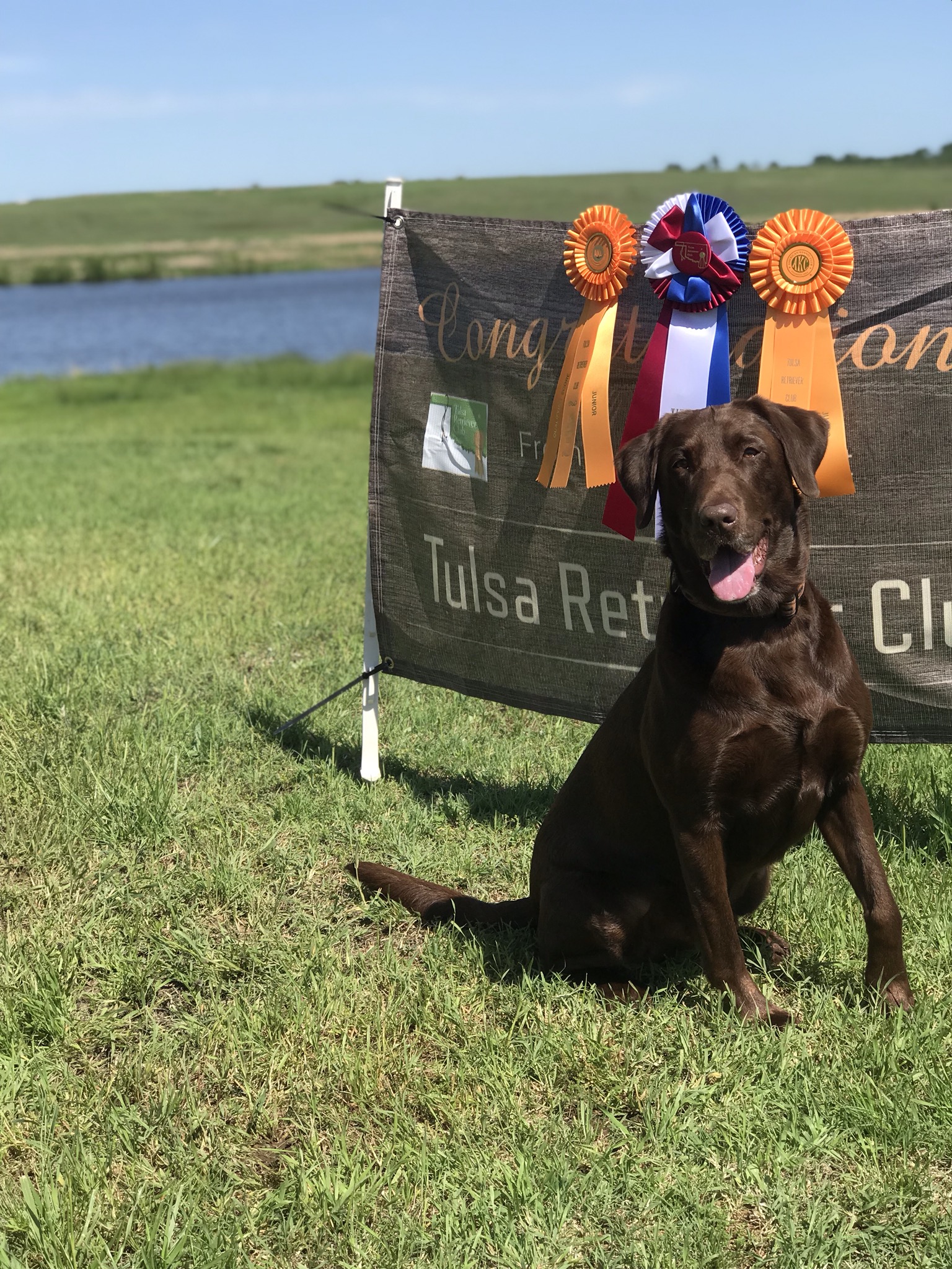 HR Duckmuck's High Tides Ripping JH | Chocolate Labrador Retriver