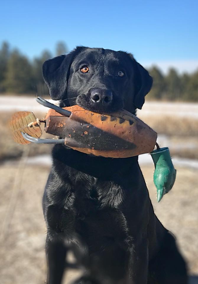 HR FSR Dakota's Elusive Bigfoot JH WC | Black Labrador Retriver