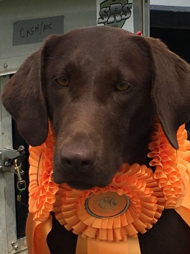 Barracuda Blue Belle | Chocolate Labrador Retriver