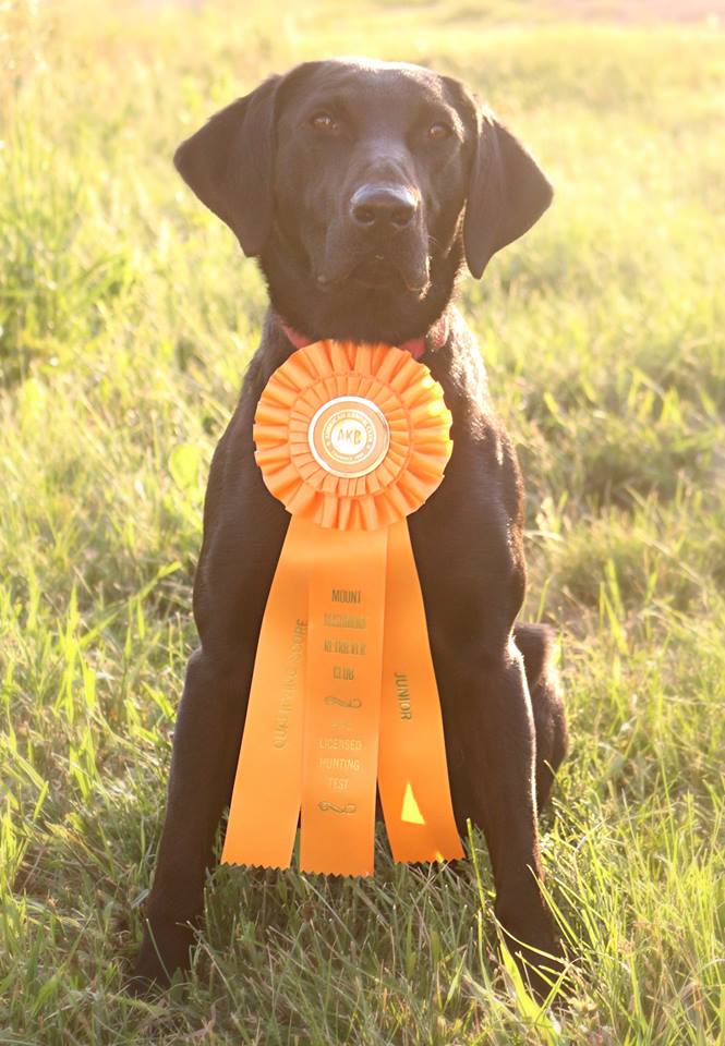 SHR FSR Dakota's Wing And A Prayer | Black Labrador Retriver