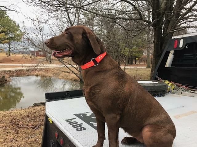 HR Carmel Creek's Kona | Chocolate Labrador Retriver