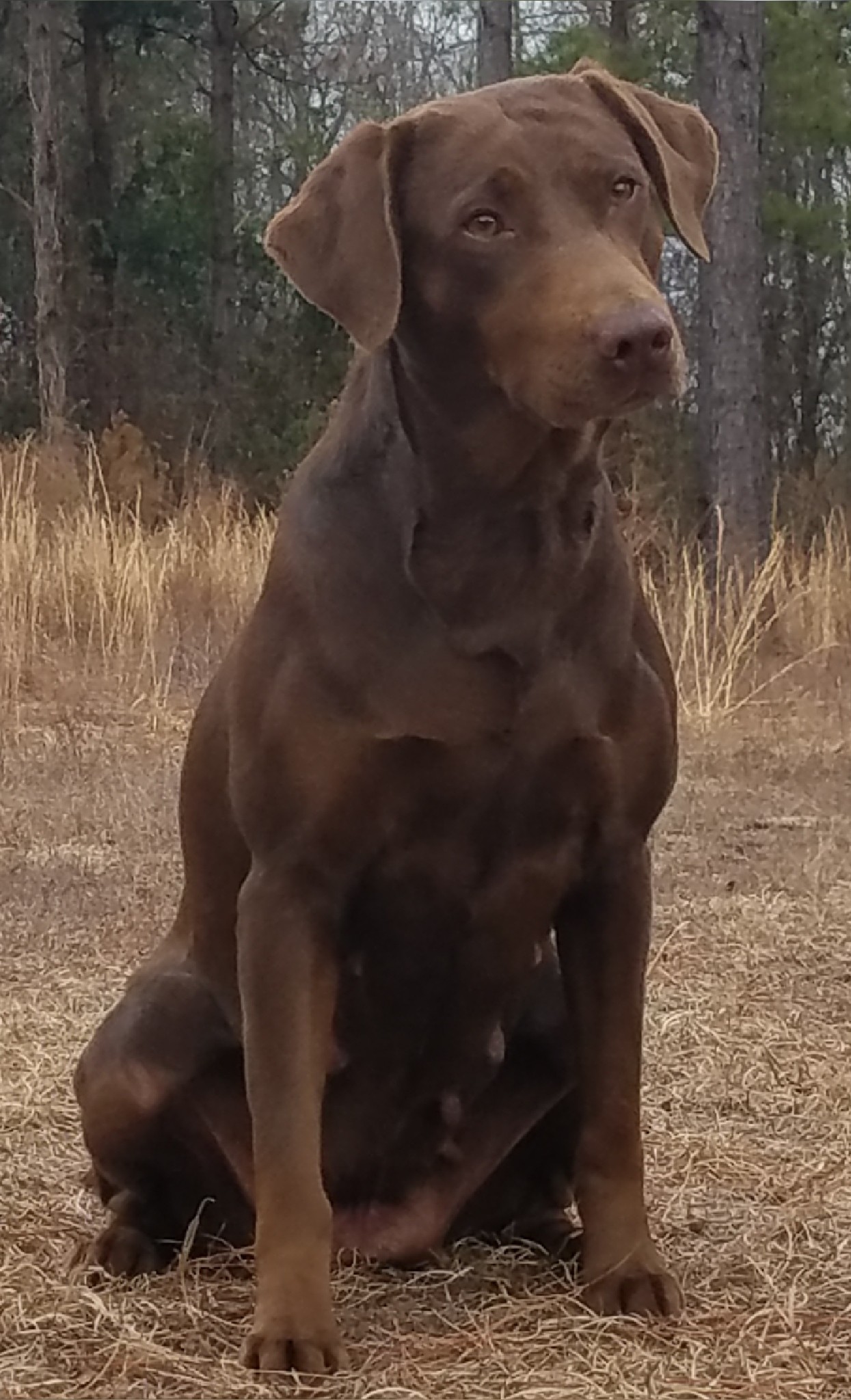 Trinity's Riptide Ribbon Reaper MH40 MNR | Chocolate Labrador Retriver