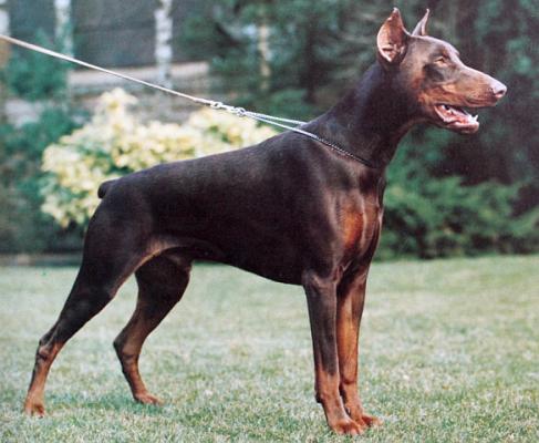 Orson v. Ferrolheim | Brown Doberman Pinscher