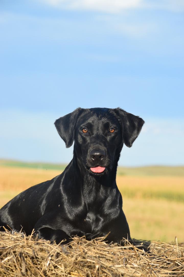 CPR High Calibers Flirty Berty | Black Labrador Retriver