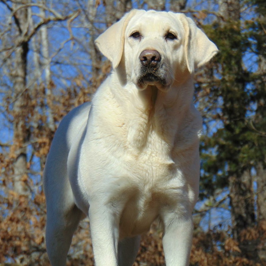 Enid's Painted Blond Beauty | Yellow Labrador Retriver