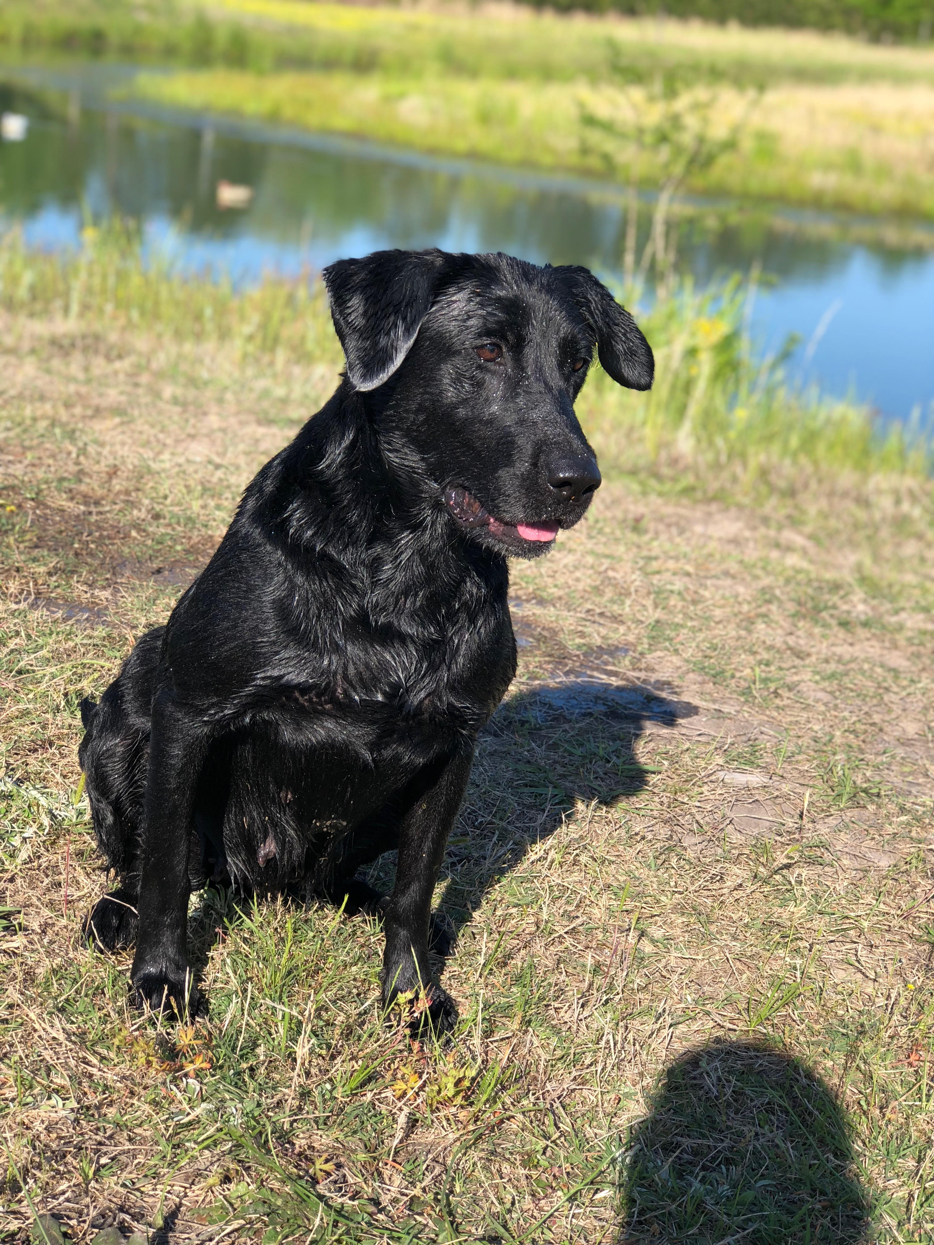 Thunderstruck's Black Ice QAA MH | Black Labrador Retriver