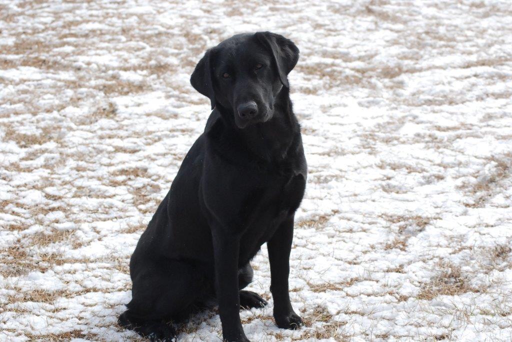 Topend Ding ** | Black Labrador Retriver