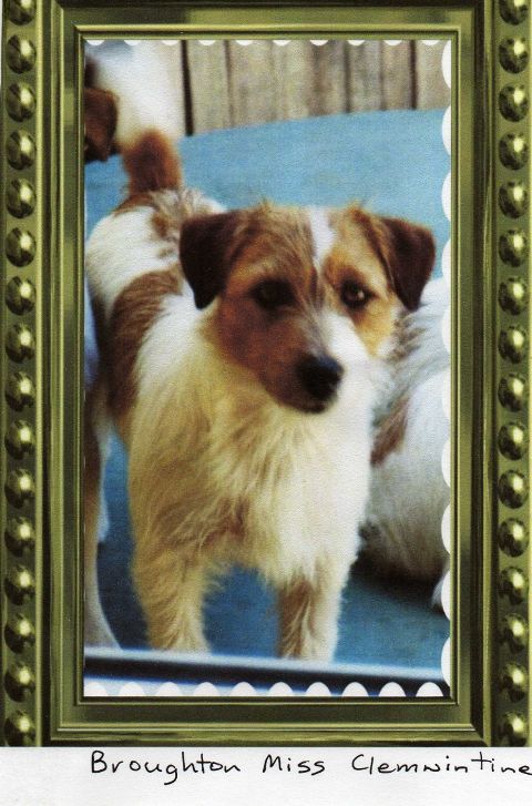 Broughton Miss Clemntine | Jack Russell Terrier 