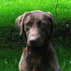 SHR Trinity's Riptide Raz-ma-taz  JH CGC TDI | Chocolate Labrador Retriver