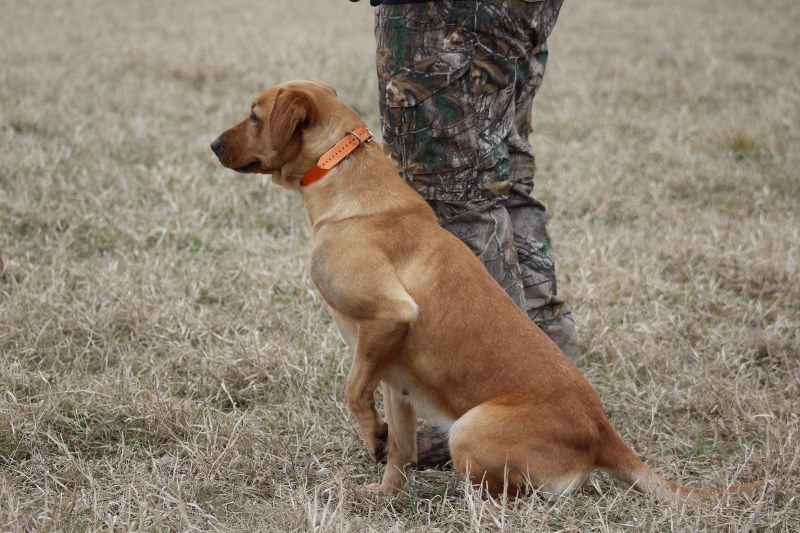 Long Spur Grade A TNT Iron Annie MH | Yellow Labrador Retriver