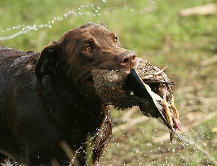 Sierra Expresso Jack MH52 | Chocolate Labrador Retriver