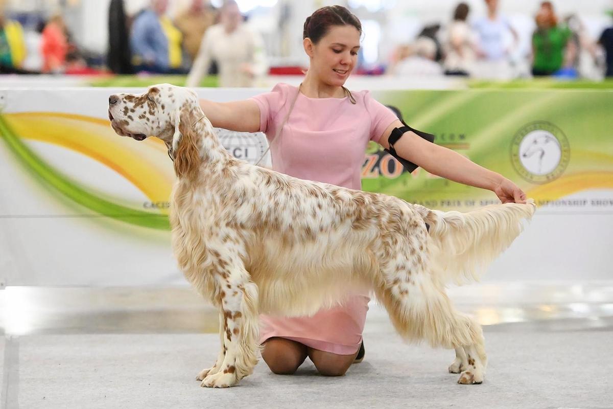 Sheradin’s Star Martini Bianco | English Setter 