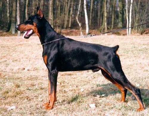 Graaf Quinto v. Neêrlands Stam (NHSB 1550588) | Black Doberman Pinscher