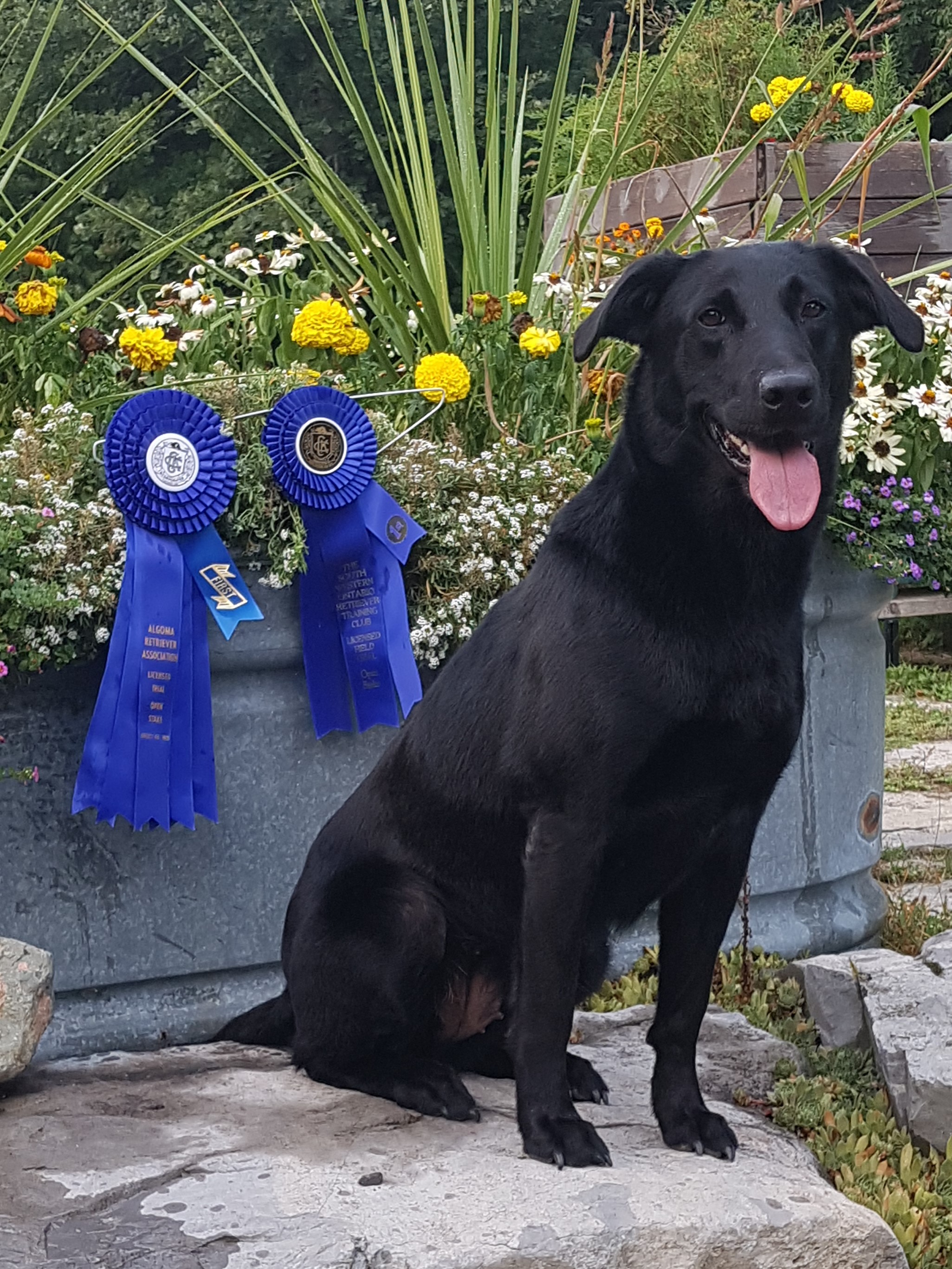 FTCH AFTCH Renegade's Highlight Reel | Black Labrador Retriver