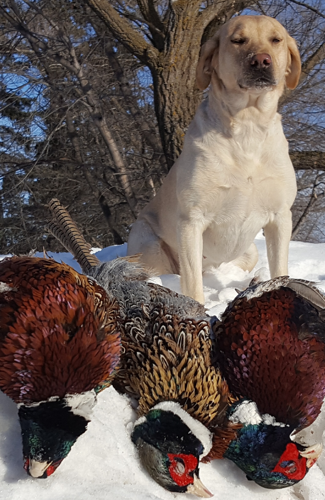 Thundern' Buck's Snowball Xpress JH | Yellow Labrador Retriver