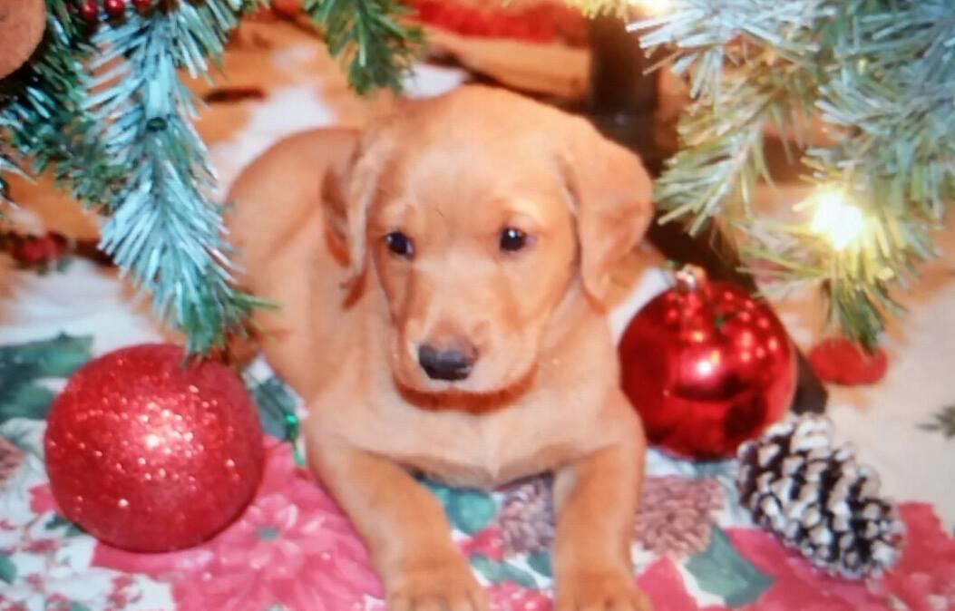 Sweet Tea Sippin Si | Yellow Labrador Retriver