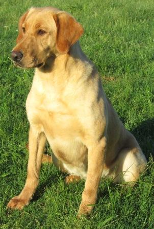 Landrys Out Of The Woods Lucy | Yellow Labrador Retriver