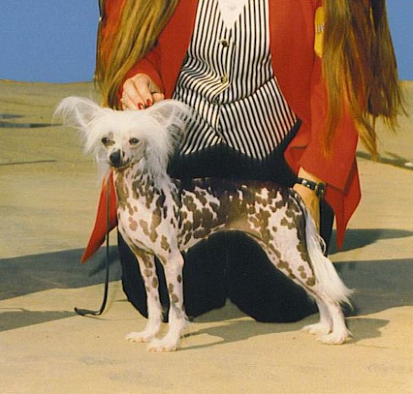 Moonswift Miss Kalon | Chinese Crested 