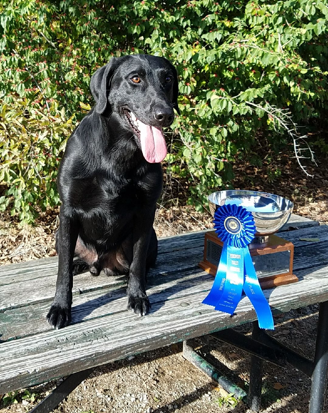 Lzl's Smokin Guns A Blazin QA2 | Black Labrador Retriver