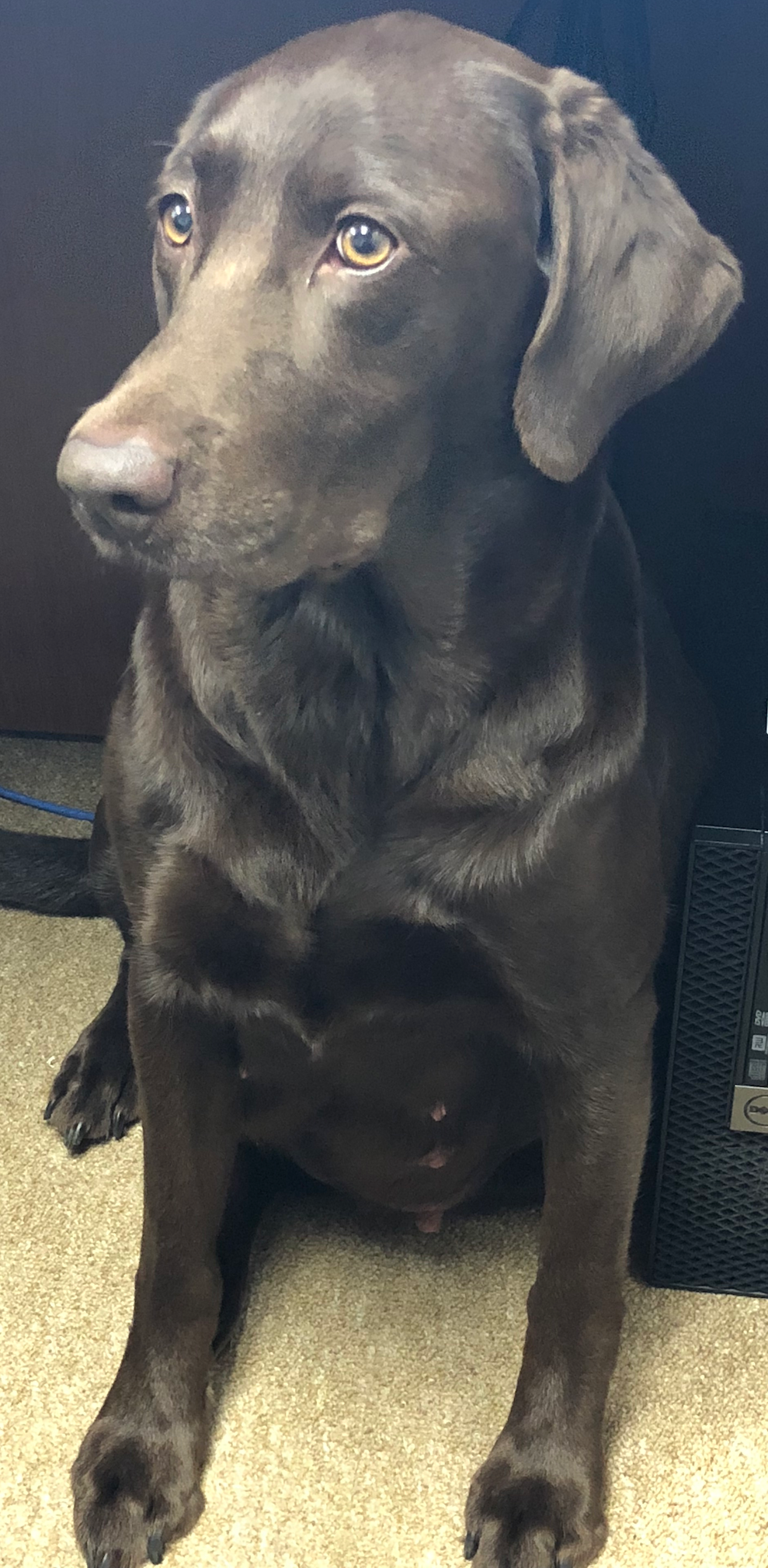 Harvest Moon's Ruby With The Eyes That Sparkle | Chocolate Labrador Retriver