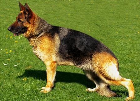 Fleur vom Status quo | German Shepherd Dog 